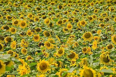 国产历史策略《三国之志4》登录STEAM抢先体验